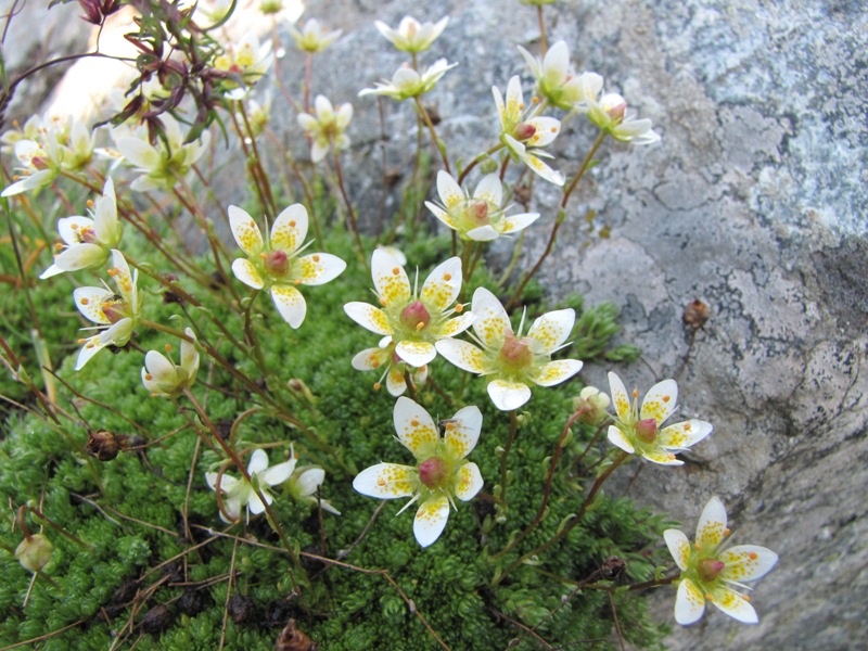 Sentieri ferrati, sentieri fioriti: i fiori dell''Albiolo